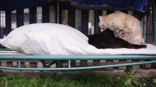 Μία γάτα πλύσιμο επάνω μια άλλη γάτα — Αρχείο Βίντεο