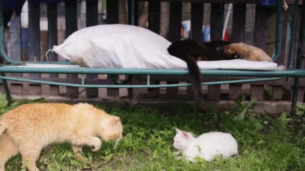 Κόκκινο γάτα ενταχθούν υπερηφάνεια — Αρχείο Βίντεο