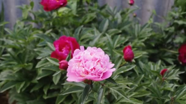 Розовый пион в саду — стоковое видео
