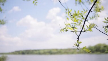 Tipik Beyaz Rusya manzara