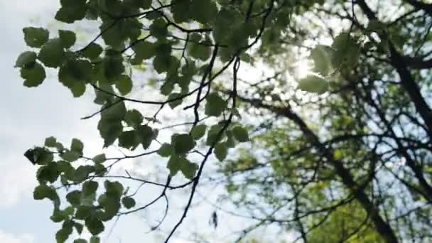 Natura bielorussa in primavera — Video Stock