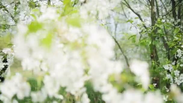 Руда дівчина в квітучих рослин — стокове відео