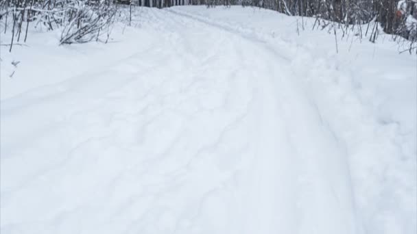 Carretera nevada en bosque de pinos — Vídeo de stock