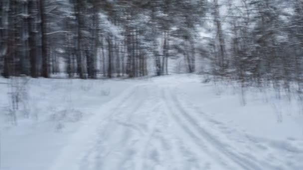 Snöig väg i tallskog. Loop. Pan — Stockvideo