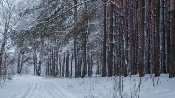 Снежная дорога в сосновом лесу. Петля. Пан — стоковое видео