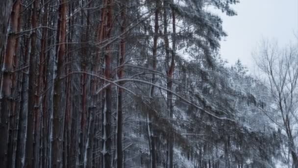 Carretera nevada en bosque de pinos — Vídeos de Stock