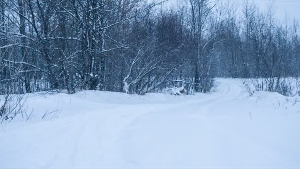 Estrada nevada na floresta de inverno. — Vídeo de Stock