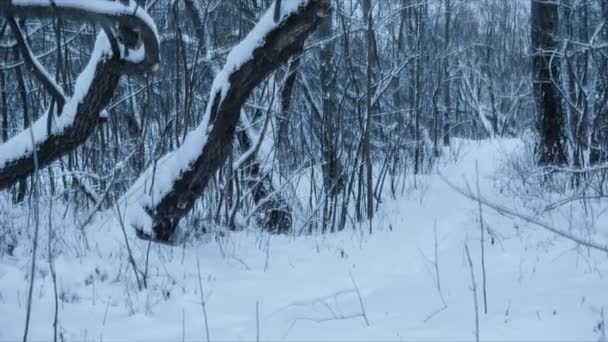 Bosque de invierno. Panorámica. Bucle — Vídeo de stock