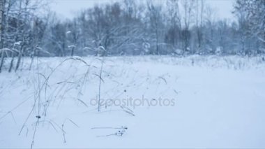 Kış manzara rüzgar üzerinde kuru bitki ile. Döngü