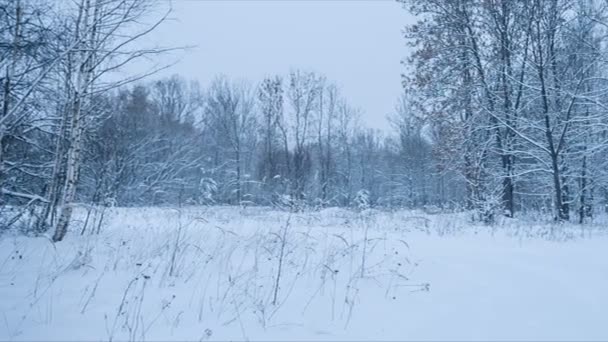 Vinter skog. Panorering. Loop — Stockvideo