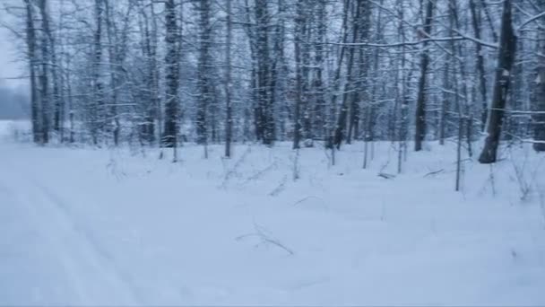 Paisaje invernal con rastros de esquís. Bucle — Vídeo de stock