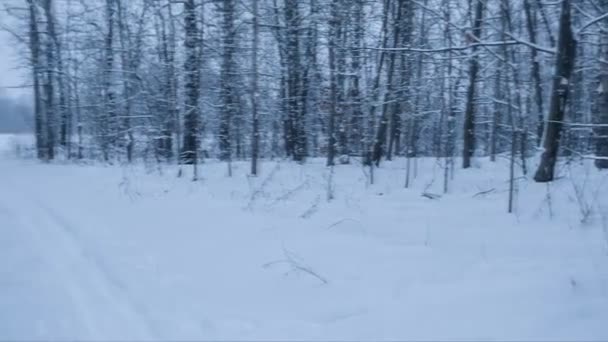 Зимовий пейзаж зі слідами лиж. петлі — стокове відео