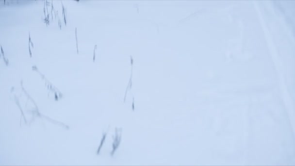 Paysage hivernal avec traces de skis. Boucle — Video