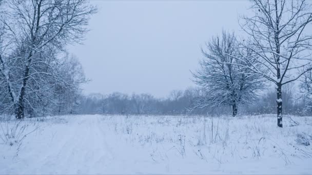 Paesaggio invernale tranquillo con tracce di sci — Video Stock
