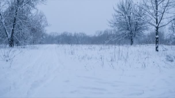 저녁에 겨울 숲입니다. 패닝. 루프 — 비디오