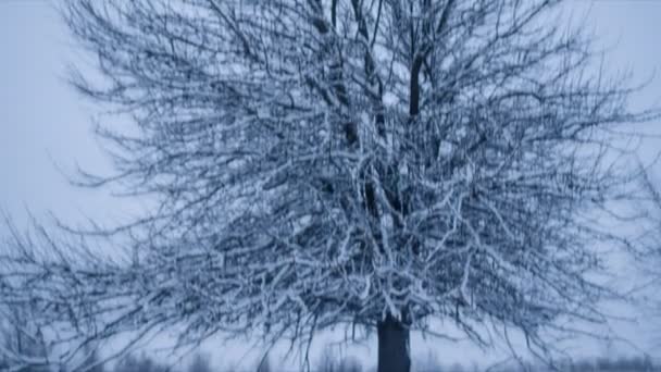 Ensamt träd täckta med snö. Panorering. Loop — Stockvideo