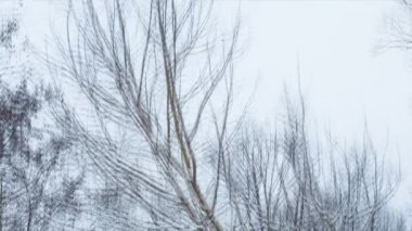 Karlı yol karışık orman içinde. Döngü. Pan