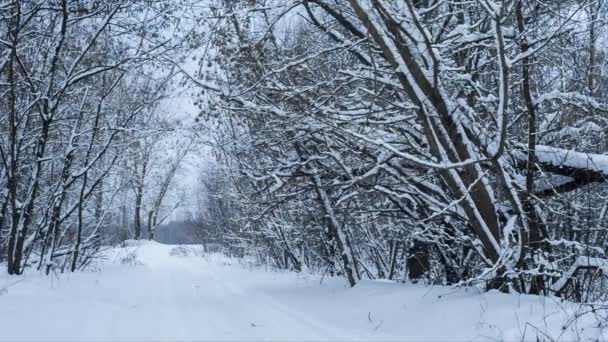 Зимний спокойный пейзаж с дорогой — стоковое видео