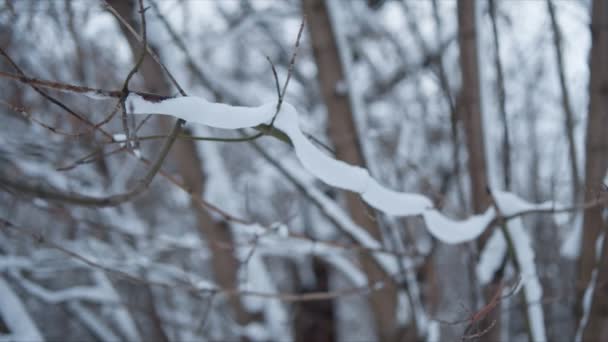 冬の穏やかな風景。詳細。フォーカス遷移 — ストック動画