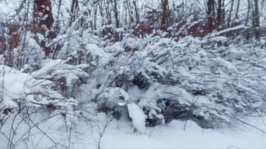 Kış sakin manzara. Karlı çalılar. Kaydırma. Döngü