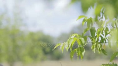 Dallar yeşil yaprakları tam genç güzel kadın