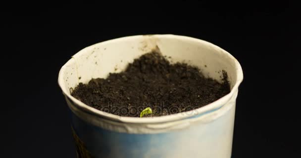 Timelapse of plant growing — Stock Video