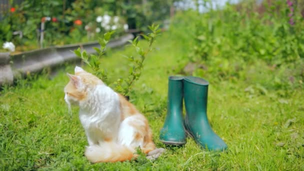 Stilllife s zahrádkářských potřeb a oblečení a kočka — Stock video