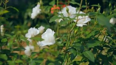 Güneşli bir gün içinde beyaz gül ile Stilllife