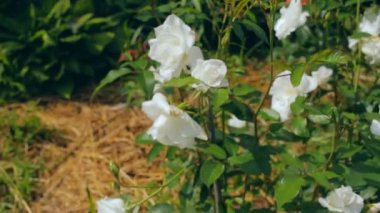 Güneşli bir gün içinde beyaz gül ile Stilllife