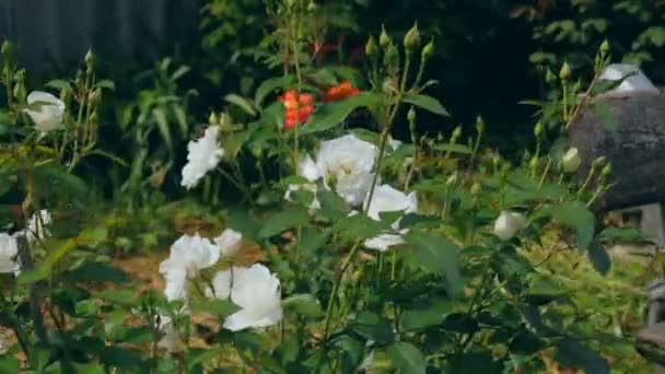 Stilllife con attrezzi da giardinaggio e vestiti — Video Stock