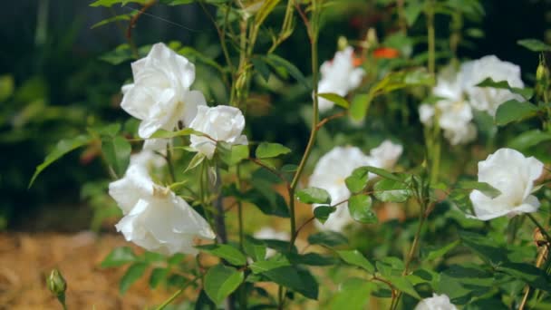 Silencio con rosas blancas en un día soleado — Vídeo de stock