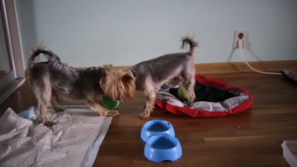 Gelukkig Yorkshire terriers — Stockvideo