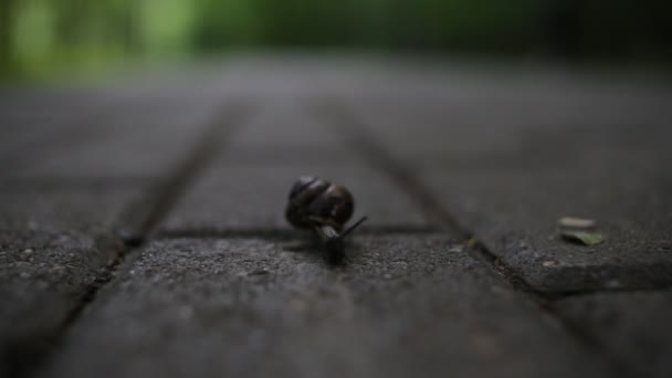 Escargot sur la route 