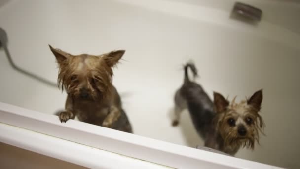 Chiots humides dans la salle de bain — Video