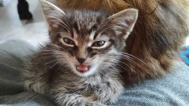 petit chat mignon