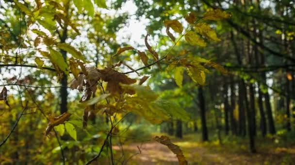 Herfst in details — Stockvideo