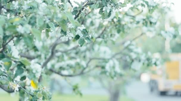 Unga rödhårig flicka i vårblommor — Stockvideo