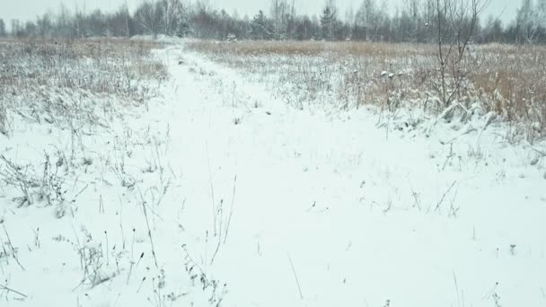 Paisagem de inverno em detalhes — Vídeo de Stock