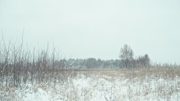 Zimní krajina v detailech — Stock video