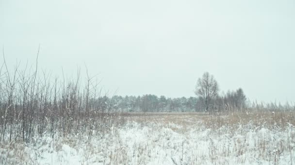 Paisagem de inverno em detalhes — Vídeo de Stock