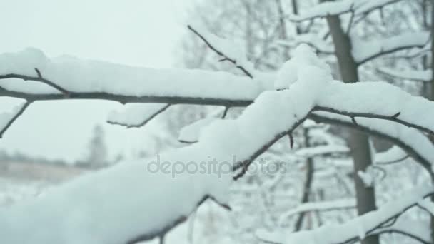 Paisagem de inverno em detalhes — Vídeo de Stock