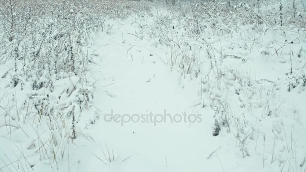 Winterlandschap in details — Stockvideo