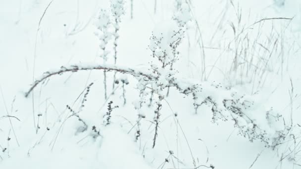 Paisagem de inverno em detalhes — Vídeo de Stock