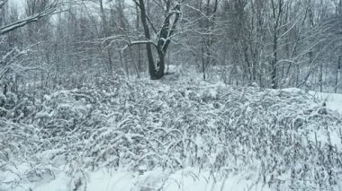 Kış karla kaplı orman bir kar yağışı sonra yolda. Odak geçiş.