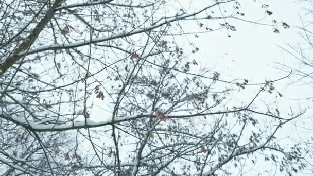 Дорога Через Зимовий Засніжений Ліс Після Снігопадів Перехід Фокуса — стокове відео