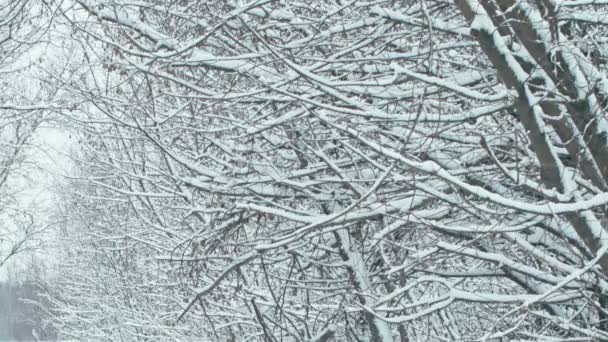 Vägen Genom Vintern Snötäckta Skogen Efter Ett Snöfall Fokus Övergången — Stockvideo