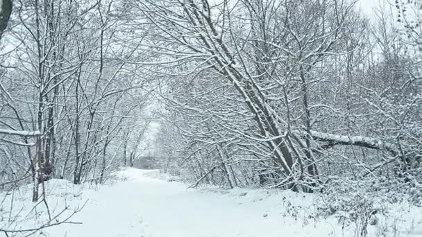 雪后的冰雪覆盖的森林道路 焦点转换 — 图库视频影像