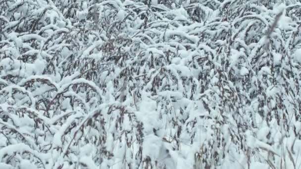 Weg Door Winter Sneeuw Bedekte Bos Een Sneeuwval Focus Overgang — Stockvideo