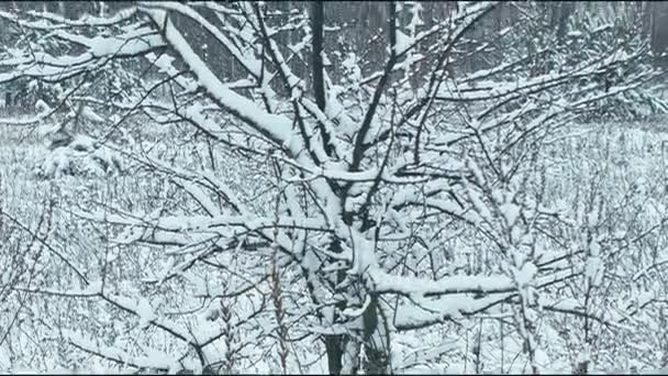 冬の風景 冬の森と雪に覆われた木 垂直方向のパン — ストック動画