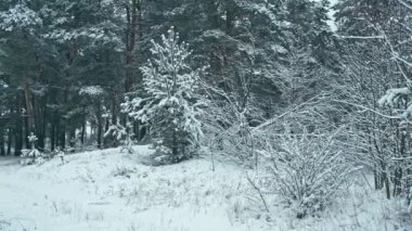 Kış manzarası, kış orman tarafından kar kaplı ağaçlar ile. Dikey kaydırma.